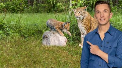 PUR+: Mission Luchs - zurück in die Wildnis