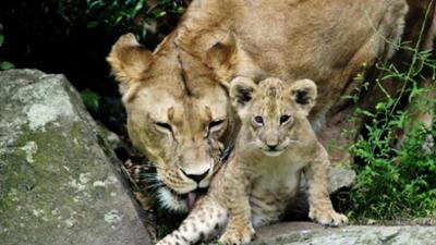 PUR+: Nachwuchs im Zoo