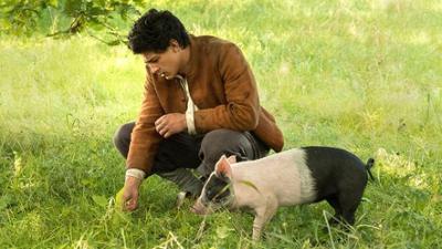 Sonntagsmärchen: Der Schweinehirt