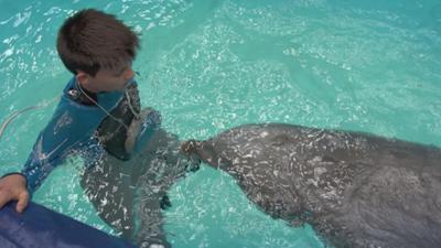 Tierdetektive: 1. Delfine