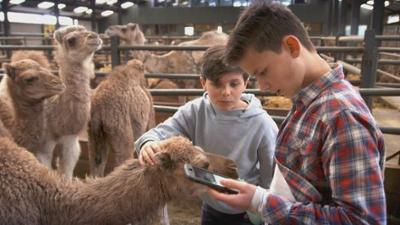 Tierdetektive: 2. Dromedar Humphrey