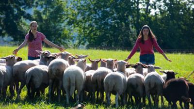 Tiere bis unters Dach: 101. Die Schafe sind los