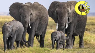 Tigerenten Club: Elefanten! Schlaue graue Riesen im Tigerenten Club
