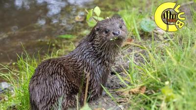Tigerenten Club: Flinke Jäger: Das musst du über Otter wissen