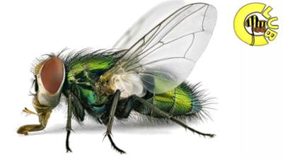 Tigerenten Club: Von "mini" zu "mega": Insektenfotografie Tigerenten Club: Von "mini" zu "mega": Insektenfotografie