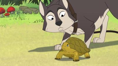 Törtel: Hunde in Not