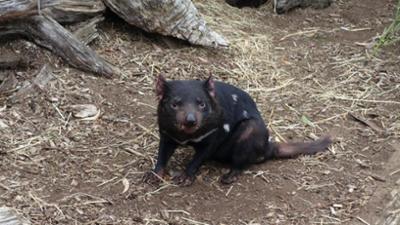 Wilde Tiere Reportagen: Der Teufel mit den roten Ohren