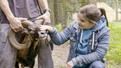 Wilde Tiere Reportagen: Es müffelt nach Mufflon