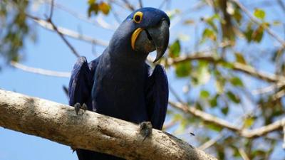 Wilde Tiere Reportagen: Wo turtelt der Hyazinth-Ara?