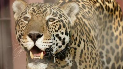 Wilde Tiere Reportagen: Die Raubkatzen von Brasilien