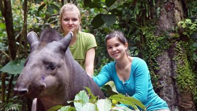 Wilde Tiere Reportagen: Ein Tapir geht baden