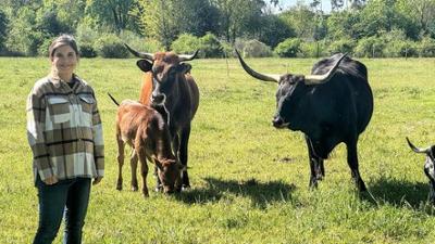 Wilde Tiere Reportagen: Zeitreise zu den Auerochsen