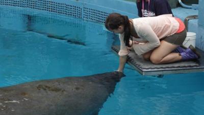 Wilde Tiere Reportagen: Wo grast die Seekuh?