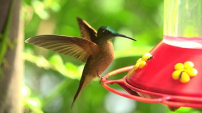 Wilde Tiere Reportagen: Kolibris, die Meisterflieger