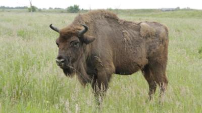 Wilde Tiere Reportagen: Wo weidet der Wisent?