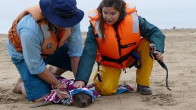 Wilde Tiere Reportagen: Wie robben Seebären?