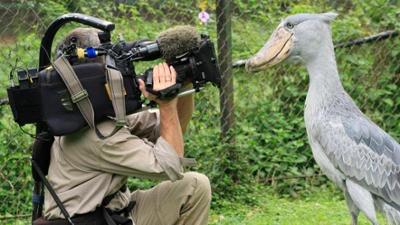 Wilde Tiere Reportagen: Sushi, der Schuhschnabel