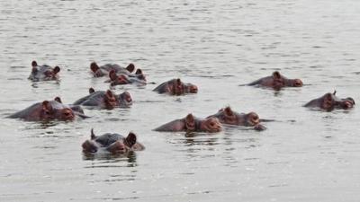 Wilde Tiere Reportagen: Ein Fluss voller Flusspferde