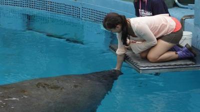 Wilde Tiere Reportagen: Wo grast die Seekuh?