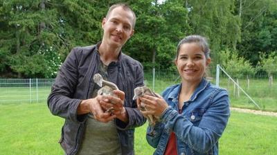 Wilde Tiere Reportagen: Wie malt das Wildschwein?