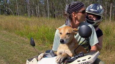Wilde Tiere Reportagen: Wo klappert der Storch?