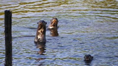 Wilde Tiere Reportagen: Wo steckt der Riesenotter?