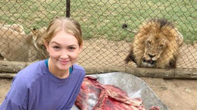 Wilde Tiere Reportagen: Löwenrudel gesucht