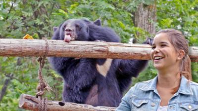 Wilde Tiere Reportagen: Honig für den Kragenbären