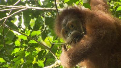 Wilde Tiere Reportagen: Orang Utans in der Schule