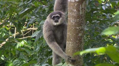 Wilde Tiere Reportagen: Der Gesang der Gibbons