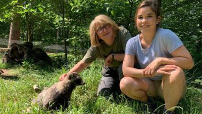 Wilde Tiere Reportagen: Ist der Marderhund ein Hund?