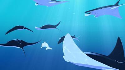 Zoom - Der weiße Delfin: Mantas in Gefahr