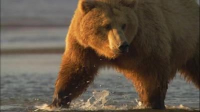 Alaskas Bären: Zwischen Anchorage und Polarmeer