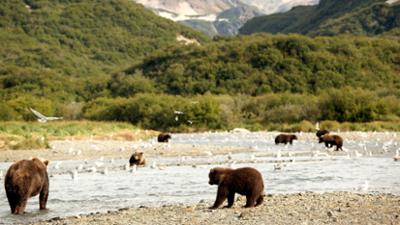 Alaskas Bären: Wanderer der Arktis