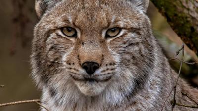 Der Harz: Im Wald der Luchse