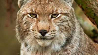 Der Wald der wilden Katzen