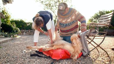 Die Tierärzte - Retter mit Herz: Der gehörnte Mönch (S02/E15) Die Tierärzte - Retter mit Herz: Der gehörnte Mönch (S02/E15)