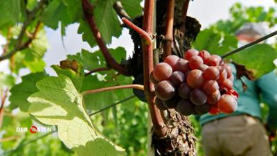 Die Winzer aus dem Elbtal: (mit Audiodeskription)