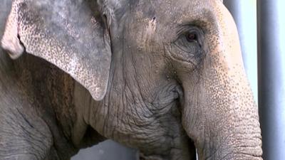 Elefant, Tiger & Co.: Von Mücken und Elefanten (887)