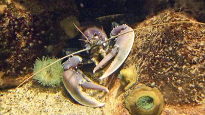 Elefant, Tiger & Co.: Hummer mit Kummer (558)