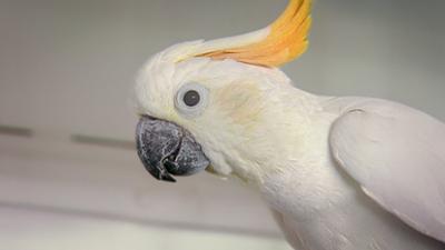 Elefant, Tiger & Co.: Lekkere meisjes uit Holland (351)