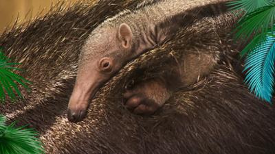 Elefant, Tiger & Co.: Mit der Kraft einer Löwin (849)