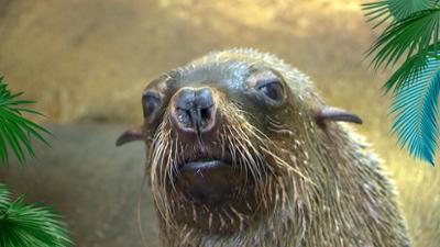 Elefant, Tiger & Co.: Eiszeit (1054)