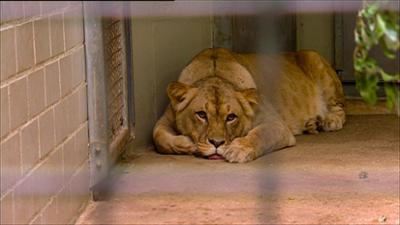 Elefant, Tiger & Co.: Ein echter Brüller! (269)