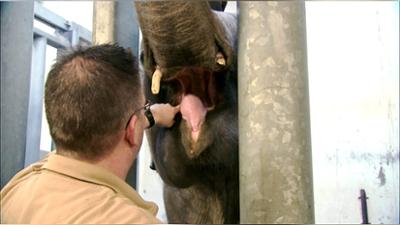 Elefant, Tiger & Co.: Auf den Zahn gefühlt (482)