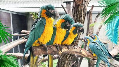 Elefant, Tiger & Co.: Neues Jahr, neues Glück (1159)