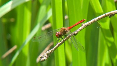 Elefant, Tiger & Co.: Ein Summen und Brummen (888)