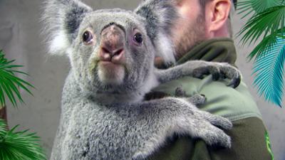 Elefant, Tiger & Co.: Amore Mia (1063)