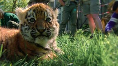 Elefant, Tiger & Co.: Die Dreisten Drei (309)