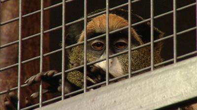 Elefant, Tiger & Co.: Lieber Arm dran - als Arm ab (329)